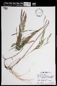 Muhlenbergia glomerata image