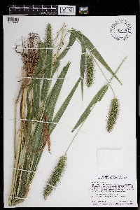 Setaria faberi image