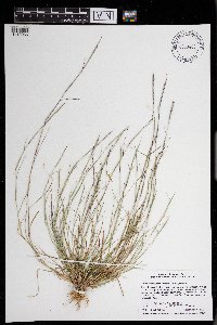 Sporobolus vaginiflorus image