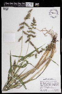 Echinochloa muricata var. muricata image