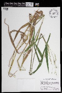 Leersia oryzoides image