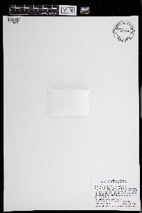 Azolla mexicana image