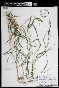 Muhlenbergia frondosa image