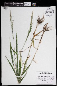 Cinna arundinacea image