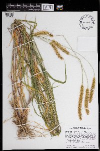 Setaria pumila image