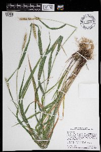 Elymus virginicus image