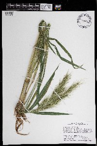 Echinochloa walteri image