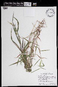 Eriochloa villosa image