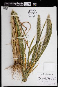 Setaria italica image