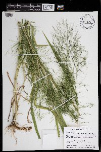 Panicum philadelphicum image