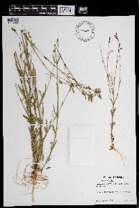 Silene antirrhina image