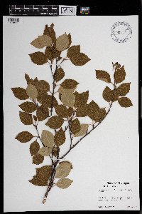 Betula x sandbergii image