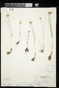 Allium textile image