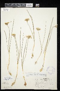 Allium textile image