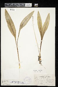 Allium tricoccum image