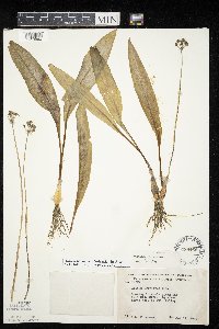 Allium tricoccum image