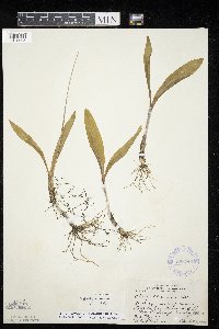 Allium tricoccum image