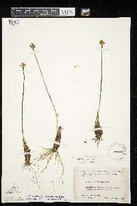 Allium tricoccum image