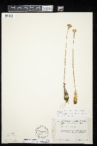Allium tricoccum image