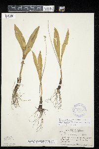 Allium tricoccum image