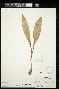 Allium tricoccum var. tricoccum image