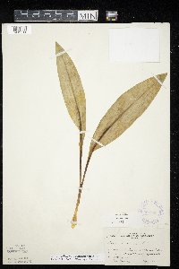 Allium tricoccum var. tricoccum image