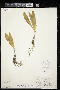 thumbnail image of current specimen