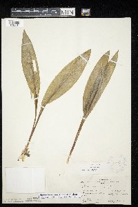 Allium tricoccum var. tricoccum image