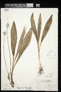 Allium tricoccum var. tricoccum image