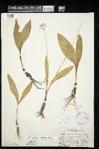 Allium tricoccum var. tricoccum image