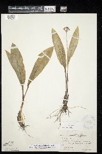 Allium tricoccum var. tricoccum image