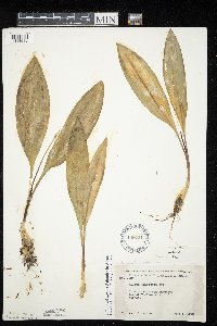 Allium tricoccum var. tricoccum image