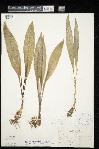 Allium tricoccum var. tricoccum image