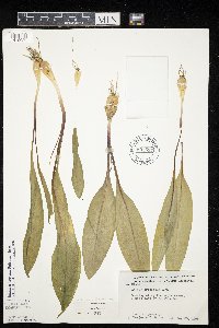 Allium tricoccum var. tricoccum image
