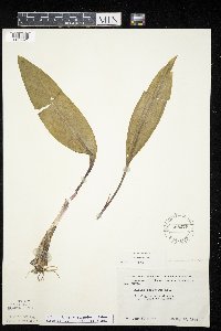Allium tricoccum var. tricoccum image