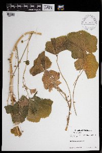 Malva neglecta image