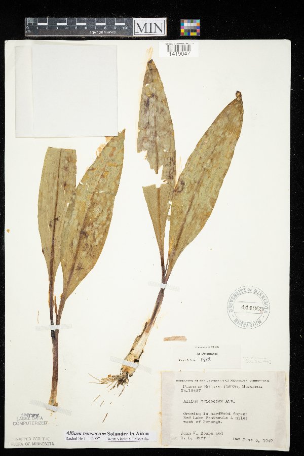 Allium tricoccum var. tricoccum image