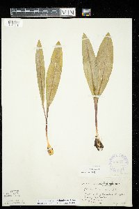 Allium tricoccum var. tricoccum image