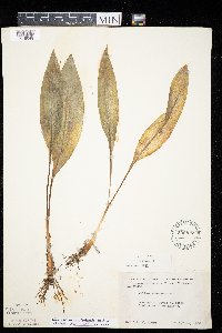 Allium tricoccum var. tricoccum image
