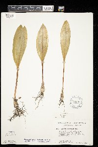 Allium tricoccum var. tricoccum image