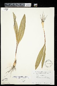 Allium tricoccum var. tricoccum image