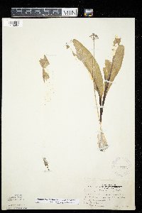 Allium tricoccum var. tricoccum image
