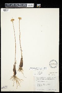 Allium tricoccum var. tricoccum image