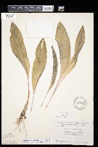 Allium tricoccum var. tricoccum image