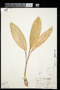 Allium tricoccum var. tricoccum image