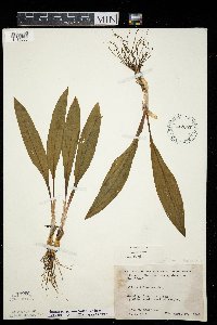 Allium tricoccum var. tricoccum image