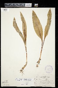 Allium tricoccum var. tricoccum image