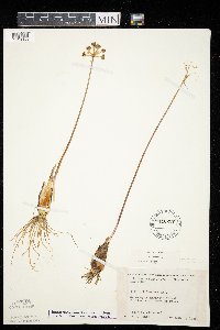 Allium tricoccum var. tricoccum image