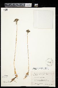 Allium tricoccum var. tricoccum image