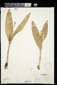 Allium tricoccum var. tricoccum image